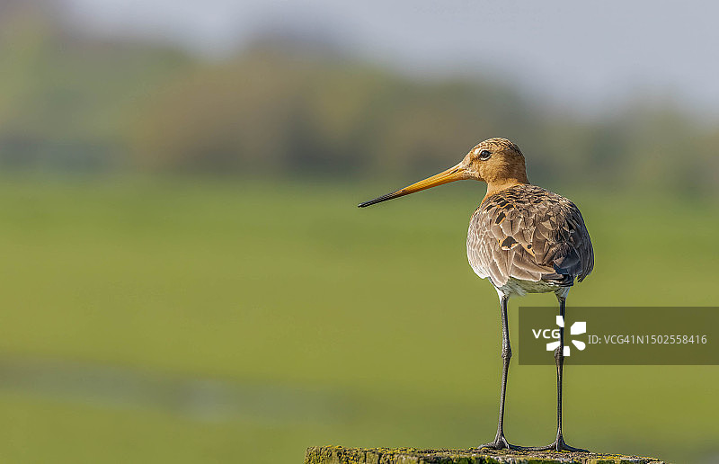 黑尾塍鹬栖息在木桩上的特写图片素材