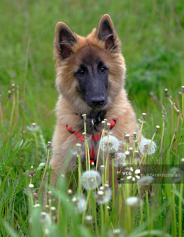 田野上的狗肖像图片素材