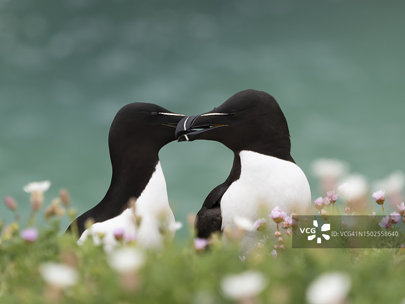 栖息在草地上的鸟类特写，爱尔兰图片素材