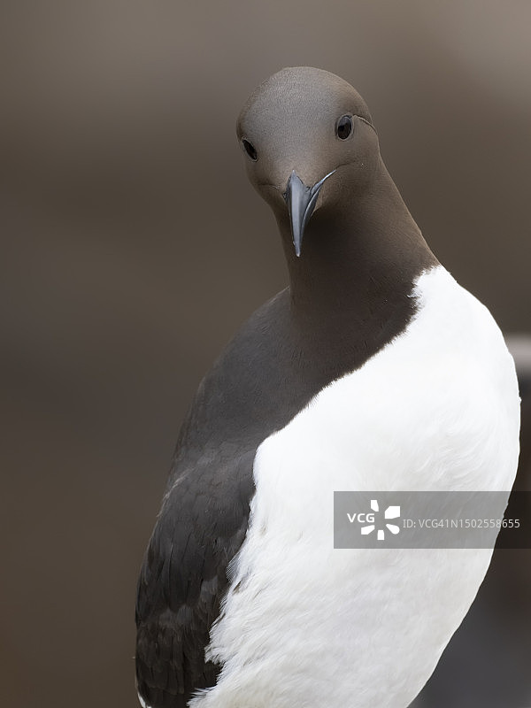 爱尔兰，海鹦的特写图片素材