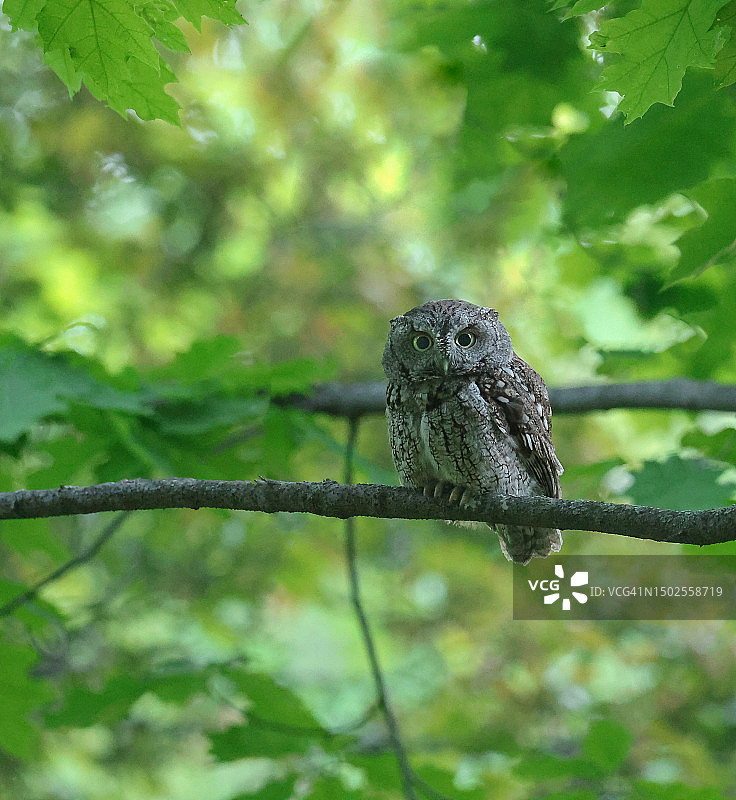 加拿大安大略省多伦多市的条纹猫头鹰栖息在树枝上的低角度视图图片素材