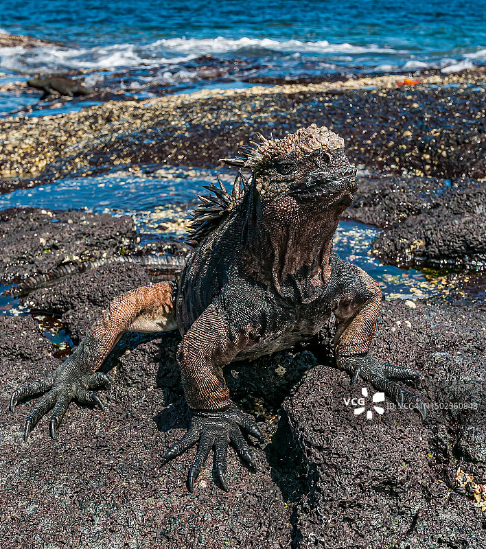 加拉帕戈斯群岛圣地亚哥岛的格拉普斯蟹图片素材