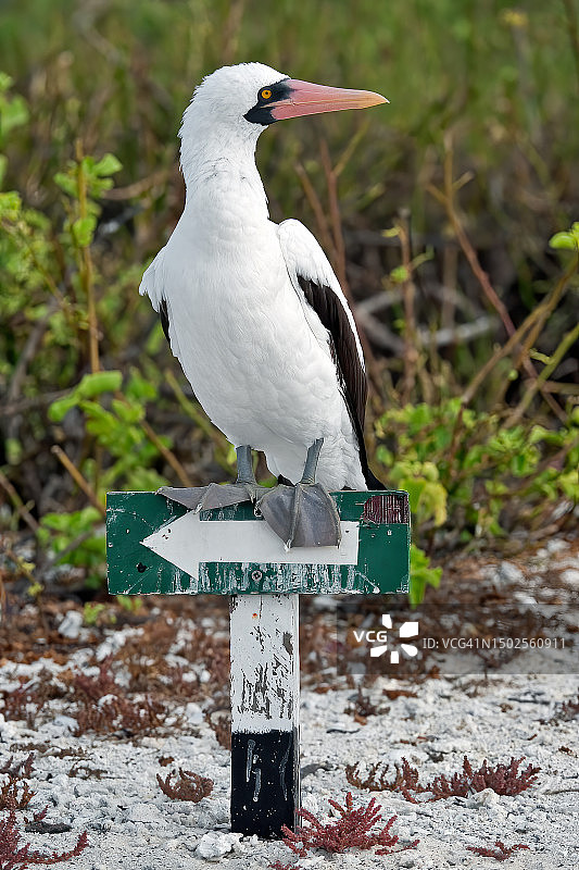 加拉帕戈斯群岛圣地亚哥岛的格拉普斯蟹图片素材