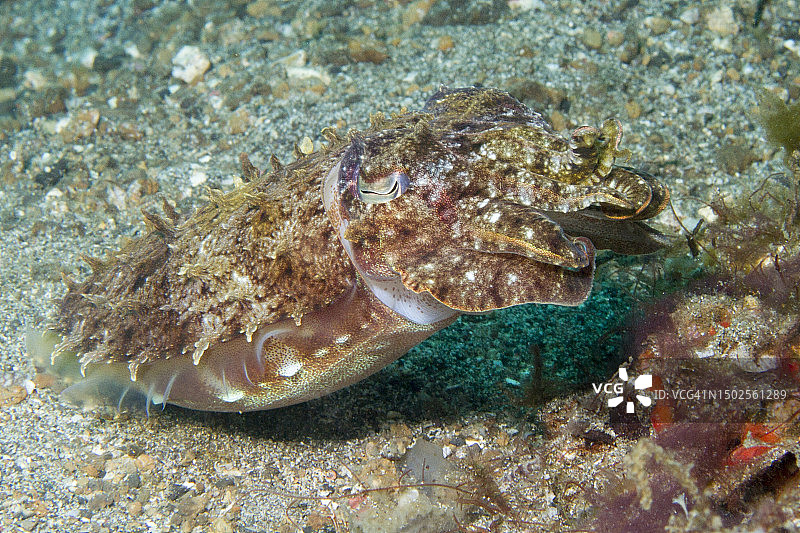 宽鳍乌贼图片素材