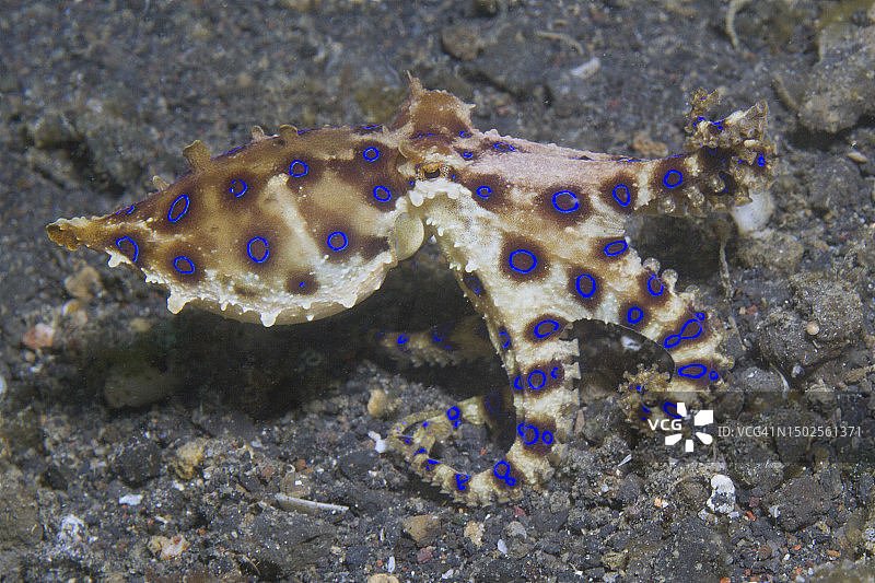 蓝圈章鱼图片素材