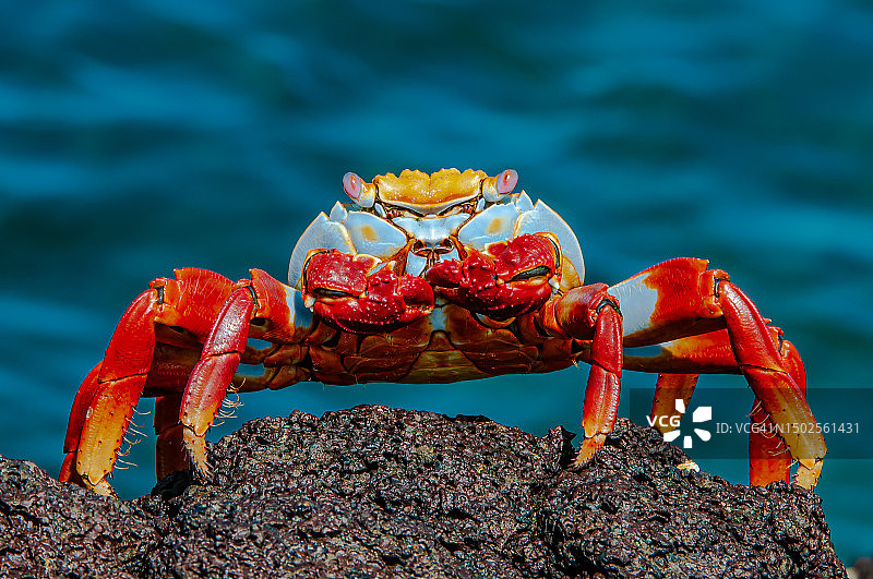 加拉帕戈斯群岛圣地亚哥岛的格拉普斯蟹图片素材