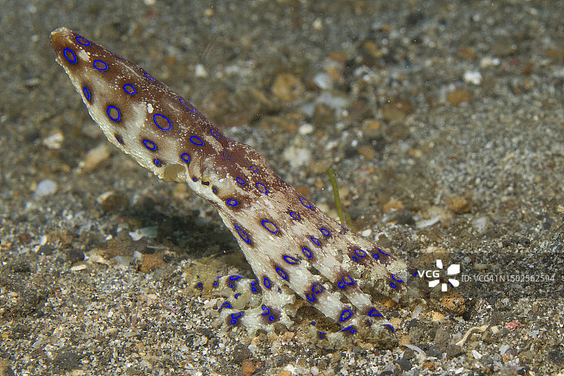 蓝圈章鱼图片素材