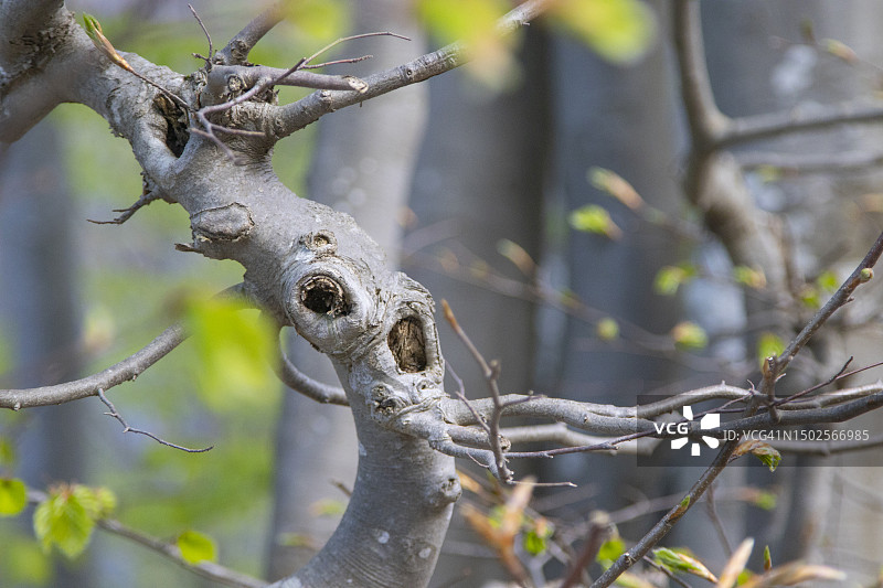 外观恐怖的树枝图片素材