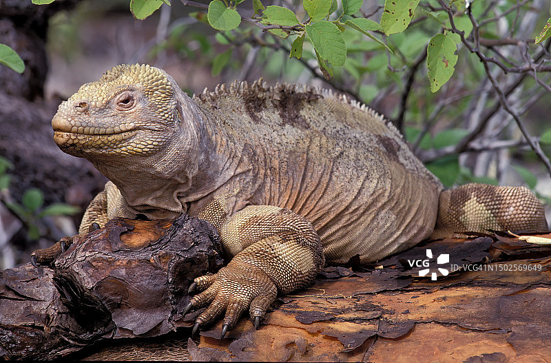 淡色钝鼻蜥，圣达菲陆鬣蜥，加拉帕戈斯群岛图片素材