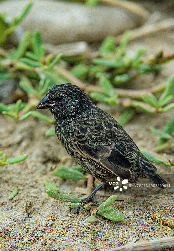 加拉帕戈斯群岛尖嘴地雀图片素材