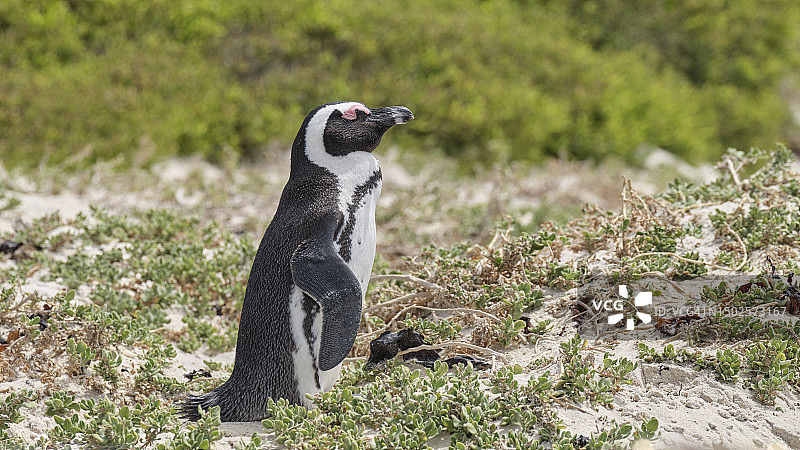 南非巨石海滩的黑脚企鹅图片素材