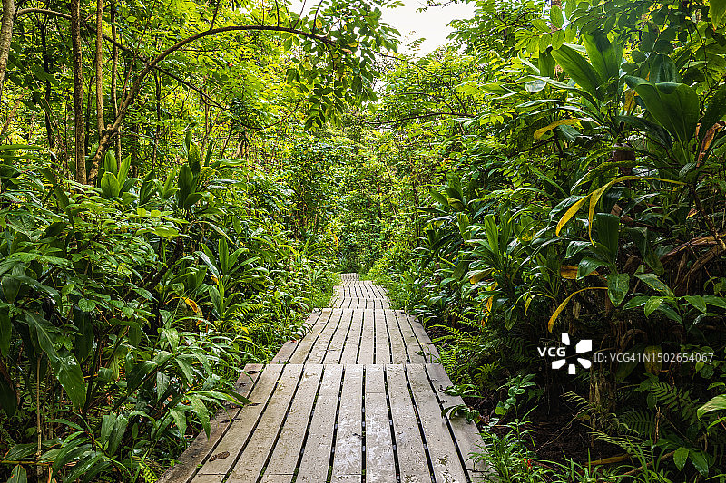 穿过茂盛树叶和热带雨林的木制小路图片素材