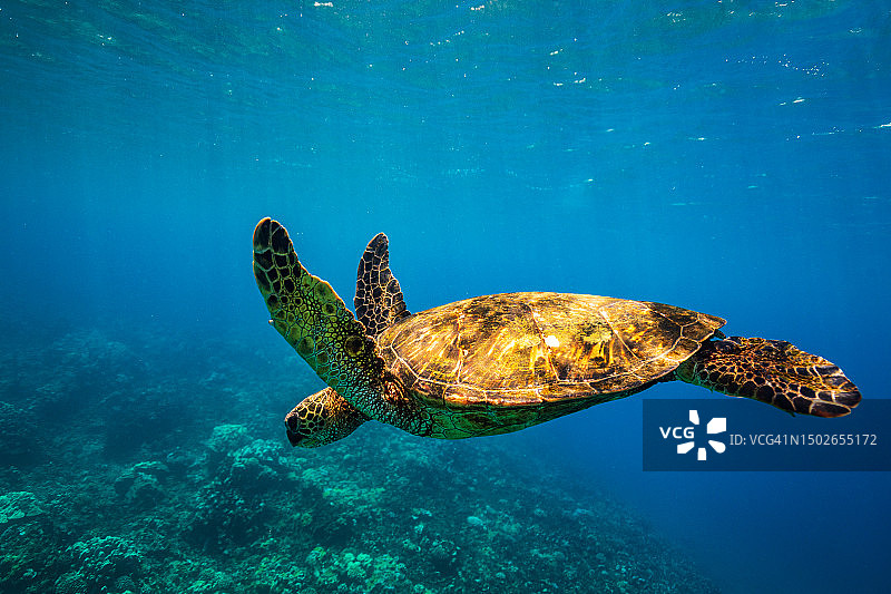 绿海龟在清澈的蓝色海洋中游过珊瑚图片素材