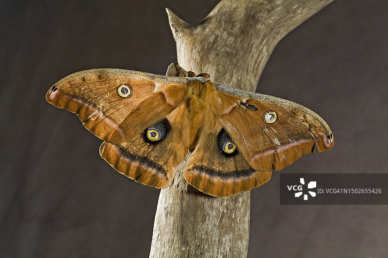 北美大蚕蛾图片素材