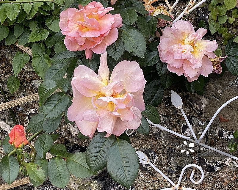 英式乡村花园粉黄双层爬藤玫瑰图片素材