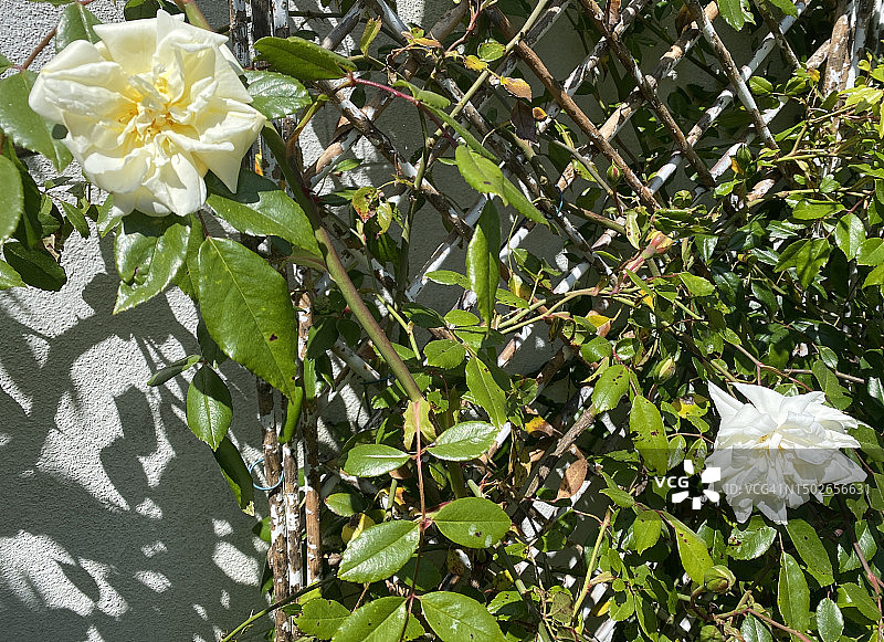 白色奶油色双花攀缘玫瑰，在传统花园的木制棚架上生长，绿叶有光泽。2023年5月英格兰阳光下的大而美丽的玫瑰花盛开图片素材