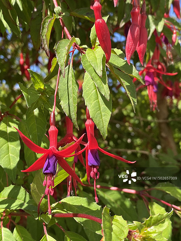 鲜艳的粉紫色红色倒挂金钟花特写，背景是新鲜的绿叶图片素材