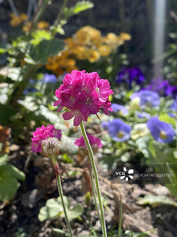 美丽的英国乡村花园中的紫罗兰和海石竹。传统的村舍花园植物。2023年5月在英国阳光下生长的鲜艳美丽的花朵图片素材