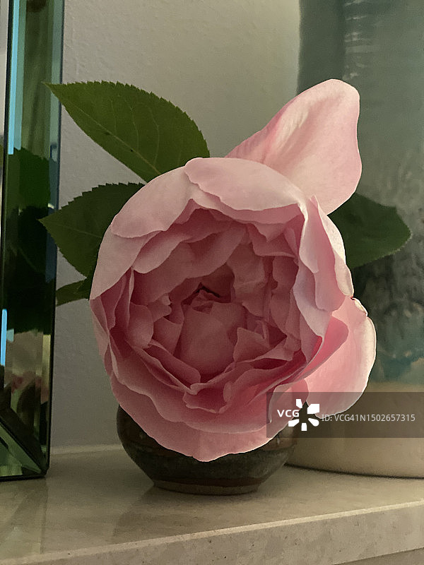 小花瓶中美丽的淡粉色重瓣玫瑰特写图片素材