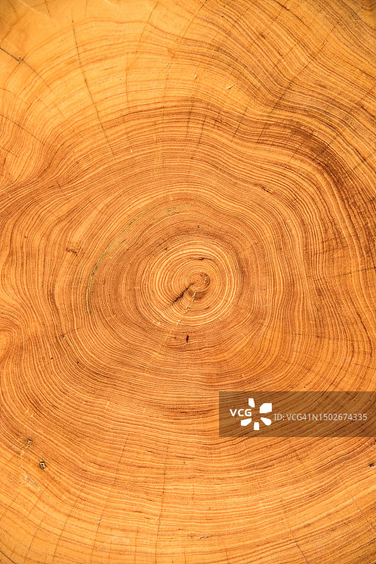 带有木纹图案背景的树木横截面图片素材