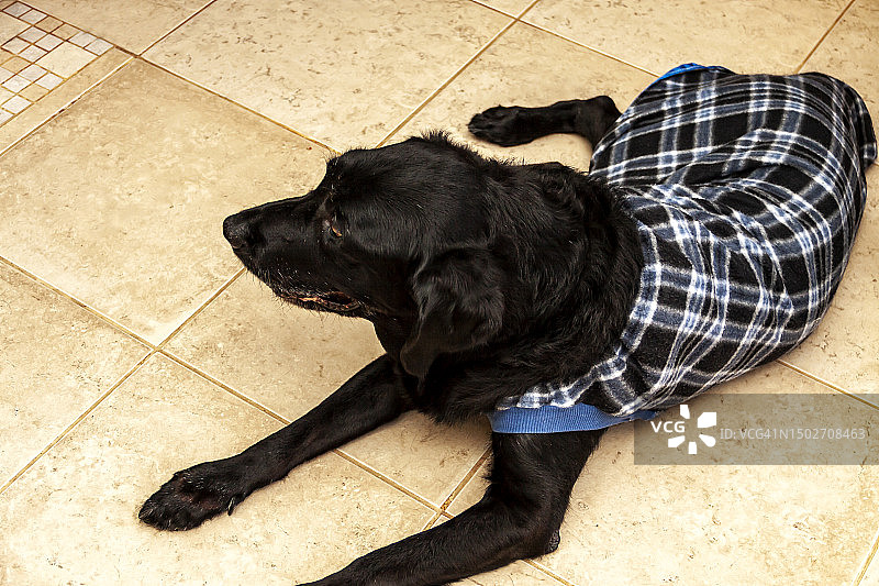 俯视：穿格子衣服的年长黑色拉布拉多寻回犬图片素材