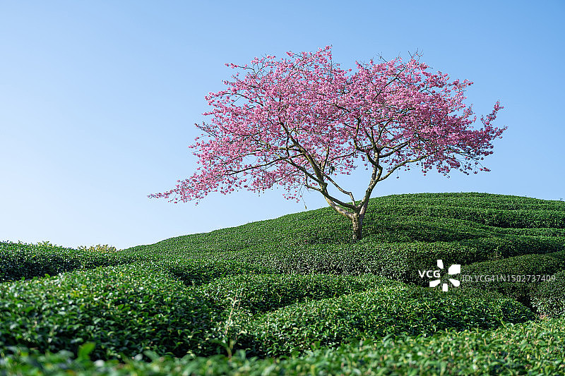 茶园里盛开的樱桃树图片素材