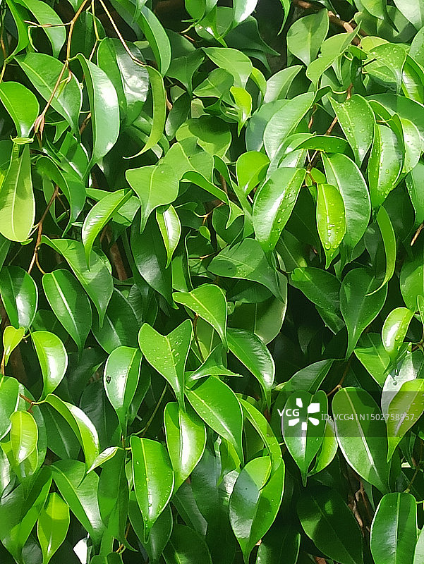 植物叶子图片素材