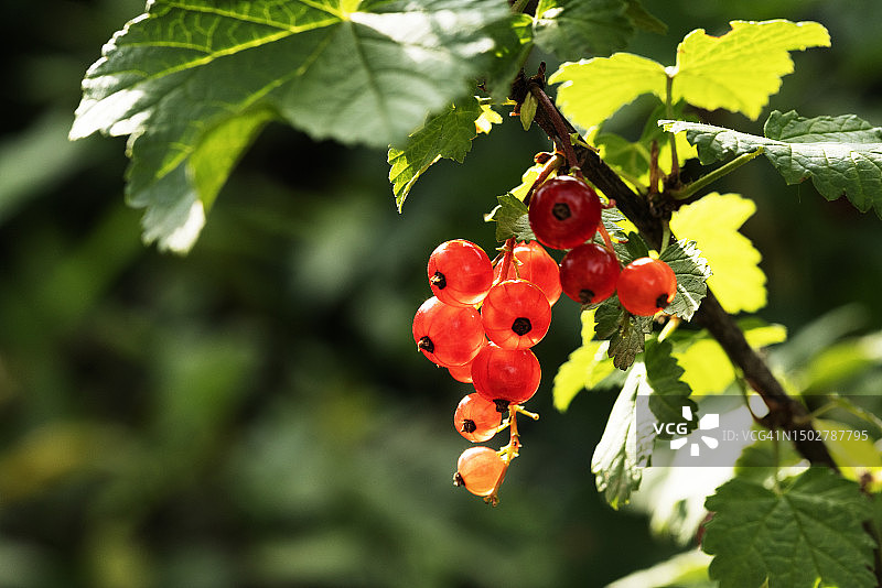 红色茶藨子图片素材