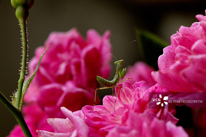 物体表面的螳螂特写图片素材