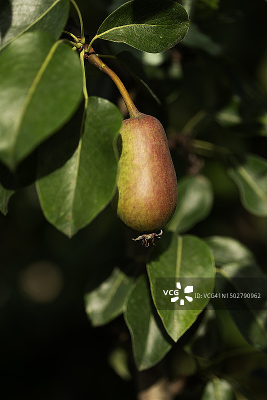 树上的梨图片素材