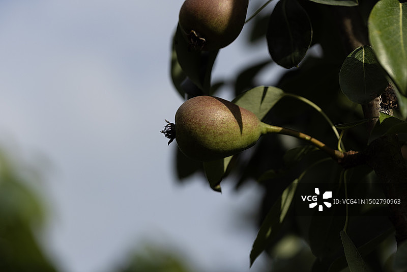 树上的梨图片素材