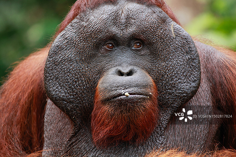 印度尼西亚婆罗洲丹戎普丁国家公园的雄性猩猩图片素材