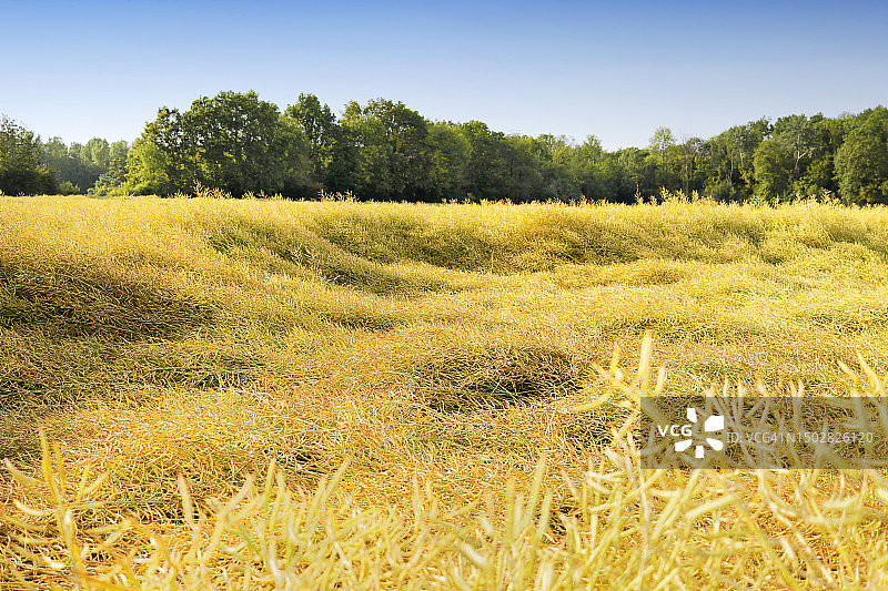 法国暴风雨中的油菜田图片素材