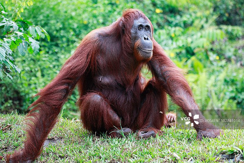 在印度尼西亚婆罗洲丹戎普丁国家公园的雌性猩猩（Pongo pygmaeus wurmbii）图片素材