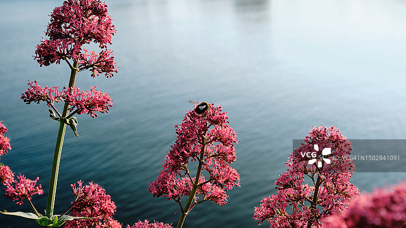 暮色下的授粉：蜜蜂在河边粉色花朵上图片素材