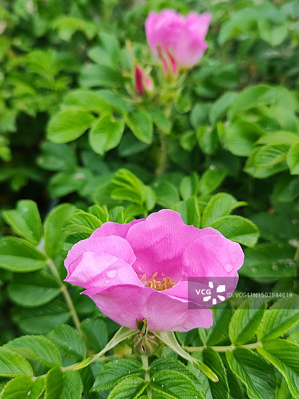 原生粉色野玫瑰图片素材
