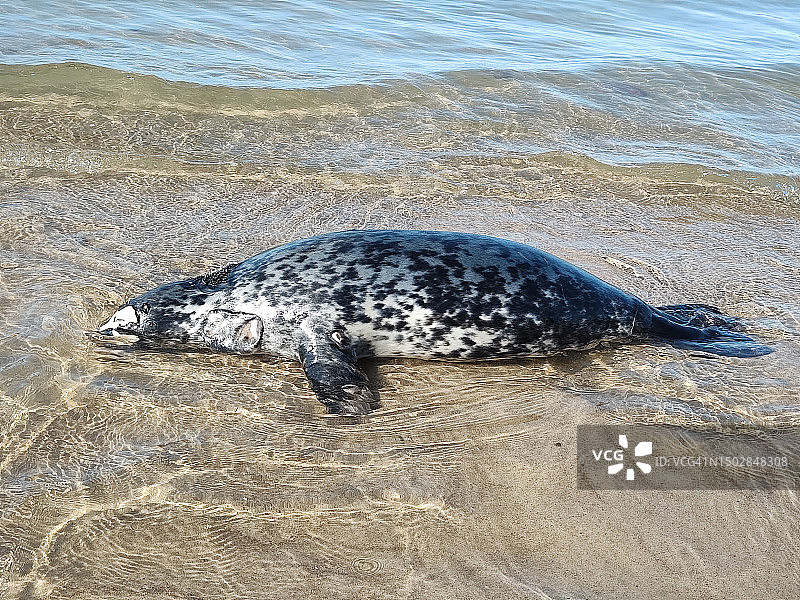 沙滩上的死海豹图片素材