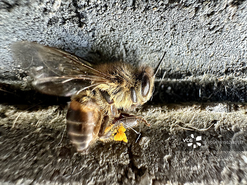 混凝土上的蜜蜂微距图片素材