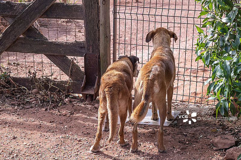葡萄牙阿尔加维Tiny Shelter救助站中笼养的获救犬图片素材