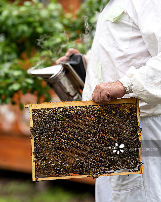 蜂农手持蜂框和烟雾器，在养蜂场进行蜜蜂熏蒸。养蜂，蜂蜜。蜂框与蜂巢。侧视图。图片素材