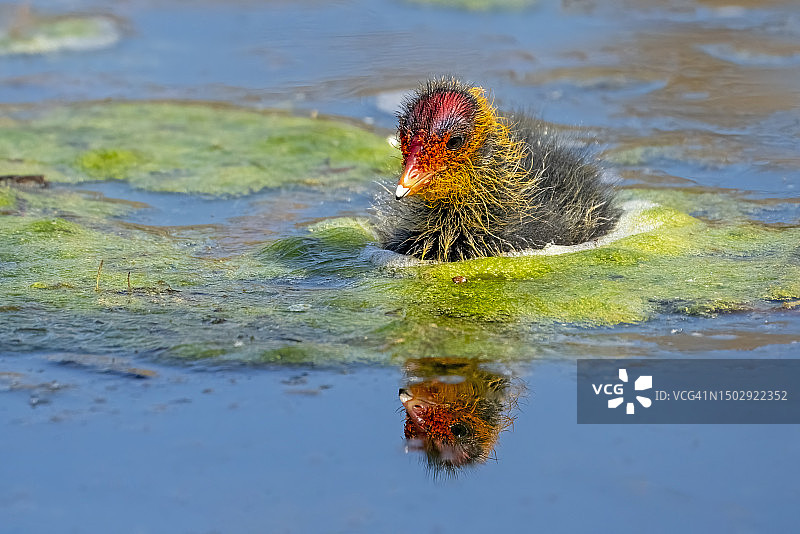 戈斯福斯公园自然保护区湖上的黑水鸡雏鸟图片素材