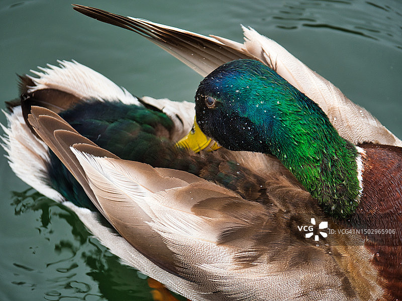 德雷克图片素材