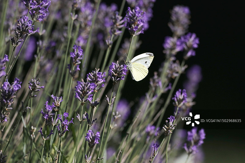 法国德尔湖的大白菜粉蝶图片素材