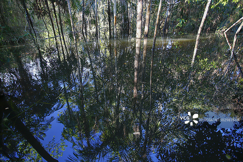 巴西亚马逊雨林中被洪水淹没的树木图片素材