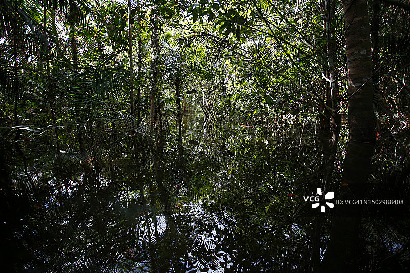 巴西亚马逊雨林中被洪水淹没的树木图片素材