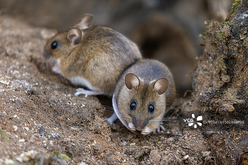 两只黄颈小鼠图片素材