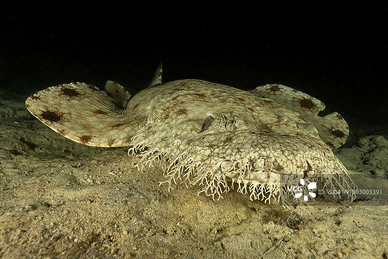 缨须鲨，特里同湾，西巴布亚省，印度尼西亚图片素材