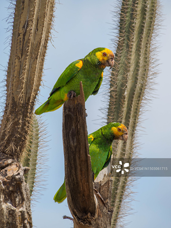 加勒比南部博奈尔岛上的黄肩亚马逊鹦鹉图片素材