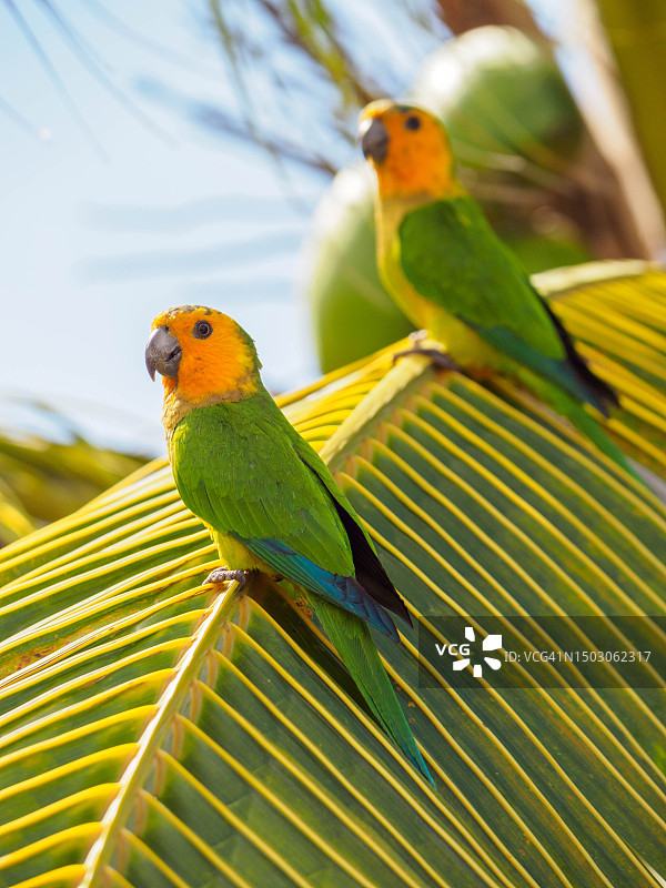 加勒比南部博奈尔岛上的黄肩亚马逊鹦鹉图片素材