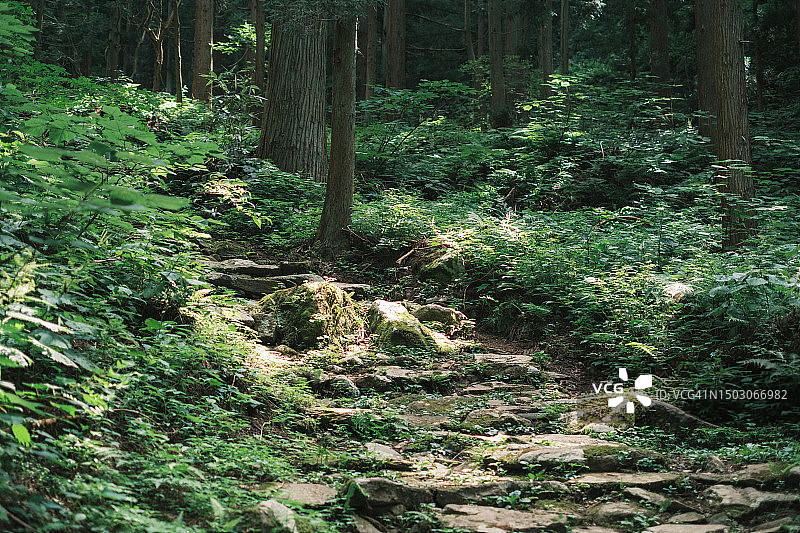 日本长野阳光明媚的森林小路图片素材
